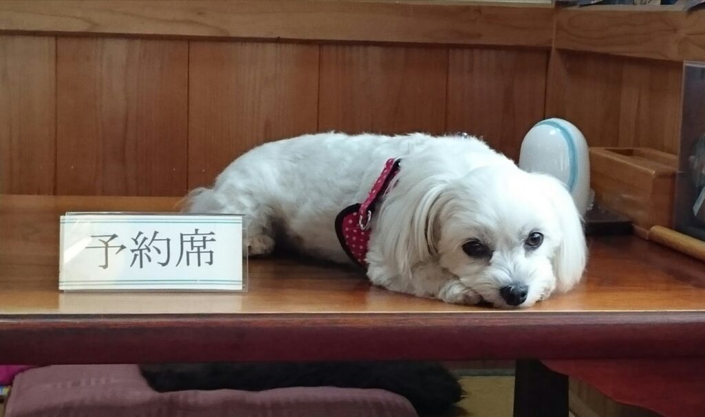 予約席に寝る犬