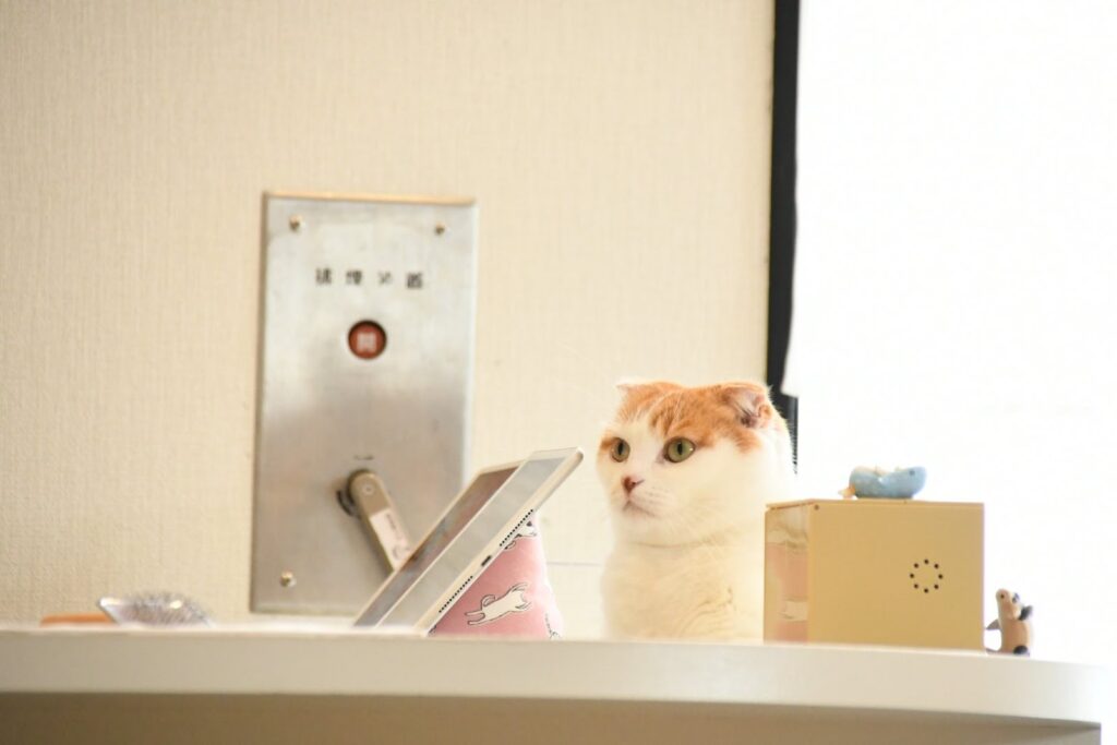 受付に座る猫