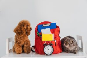 時計とリュックを見る犬と猫