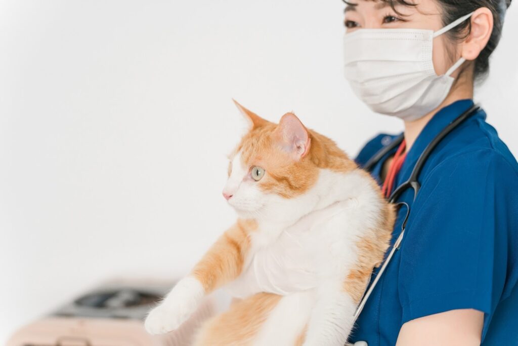 猫を抱える女性獣医師