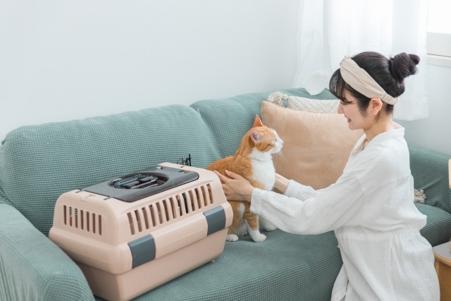 ソファの上で猫をケージから出す女性