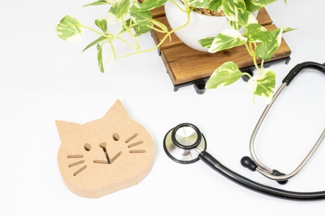 猫の置き物と聴診器