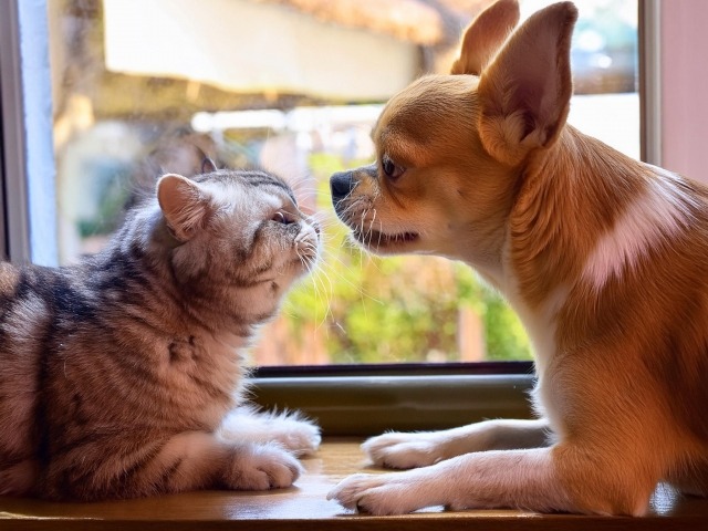 窓際で顔をあわせる犬と猫
