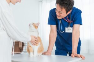 猫を診察する獣医師と飼い主