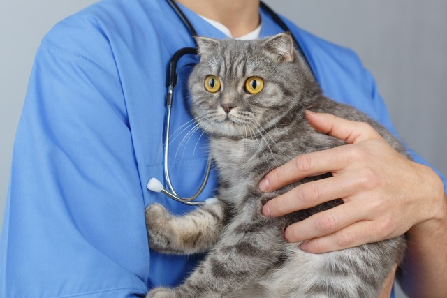 猫を抱く獣医師